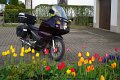 2016_04_27_mi_03_043_innova-RT_tulpen
