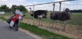 2018_07_29_so_02_003_innova_ritzelrunde_straussenfarm_holzkirch